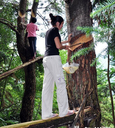 福建采割松脂