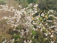 山花烂漫